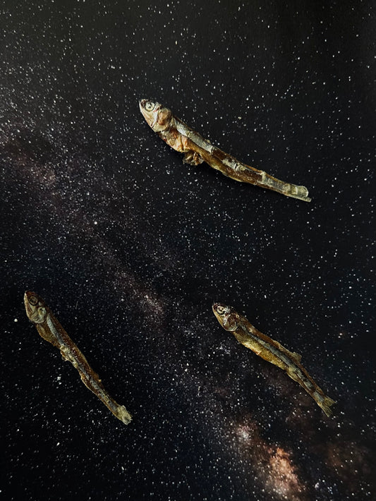 Asteroid Anchovies